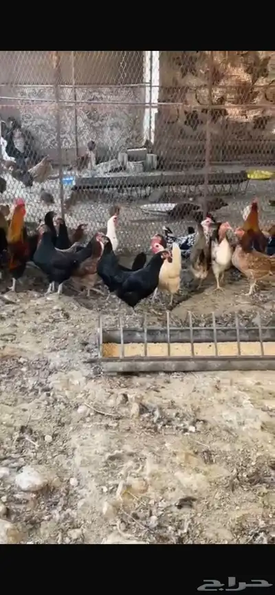 يوجد دجاج مفرخ ودجاج بياض حضان بلدي index