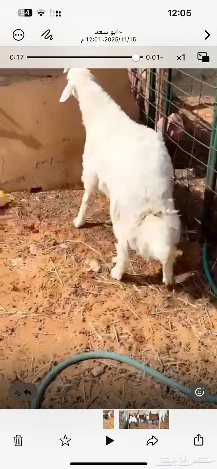 طلي حري جبر عمره 7 شهور وفوق 0