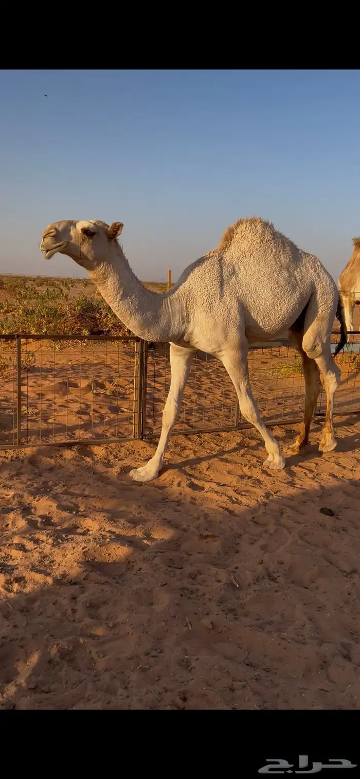 قعود للبيع 2