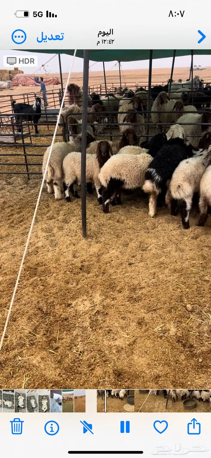 للبيع غنم نعيم مواليد 2