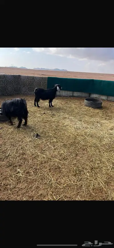 معزى طيبه 2ثنايا و2سدس مضاريع index