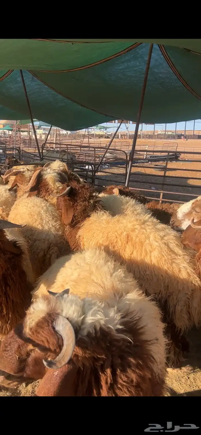 خرفان وفطايم 5