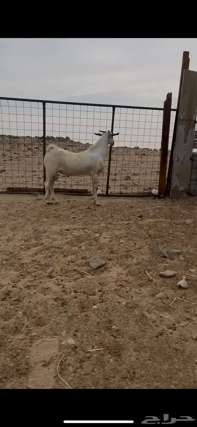 تيس بيشي صنف الصنف منوة القناي index