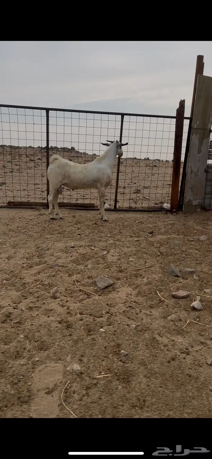 تيس بيشي صنف الصنف منوة القناي 4