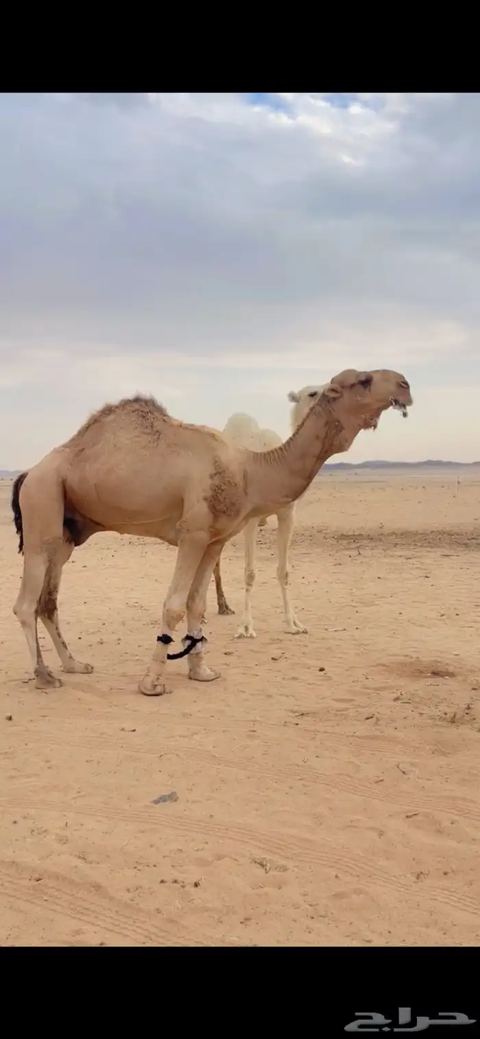 بعير أشقح للبيع 5