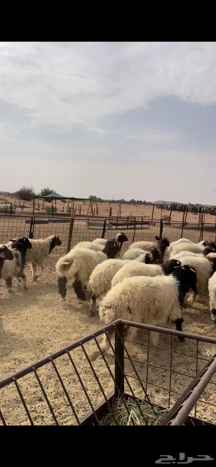 هرافى نعيم كلش خروف 7