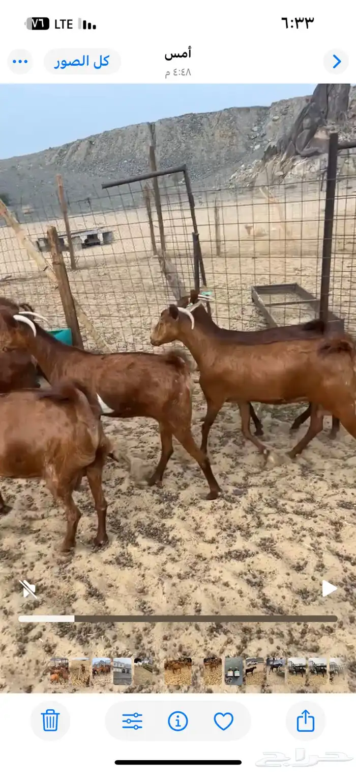 محايليات صنف 4