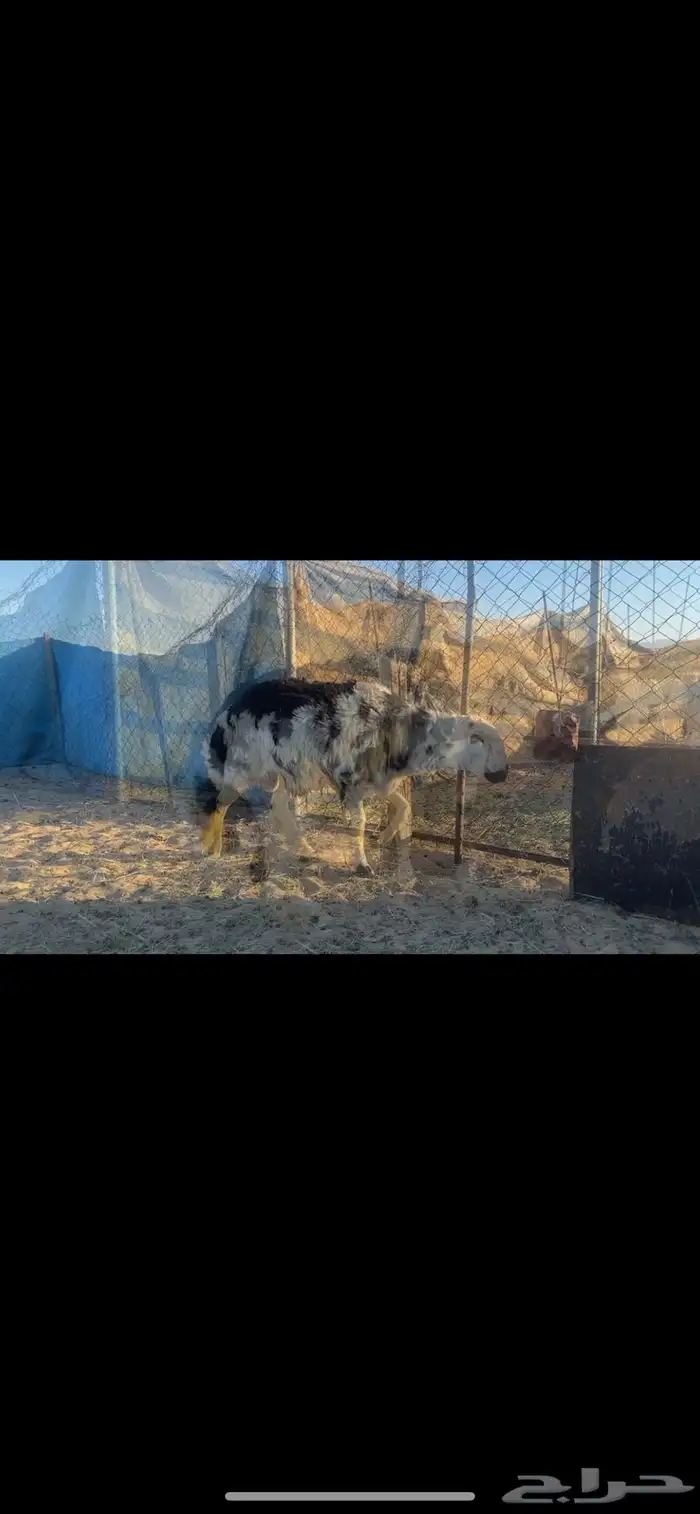 خروف على الصوبين ذبيحه وفحل 3