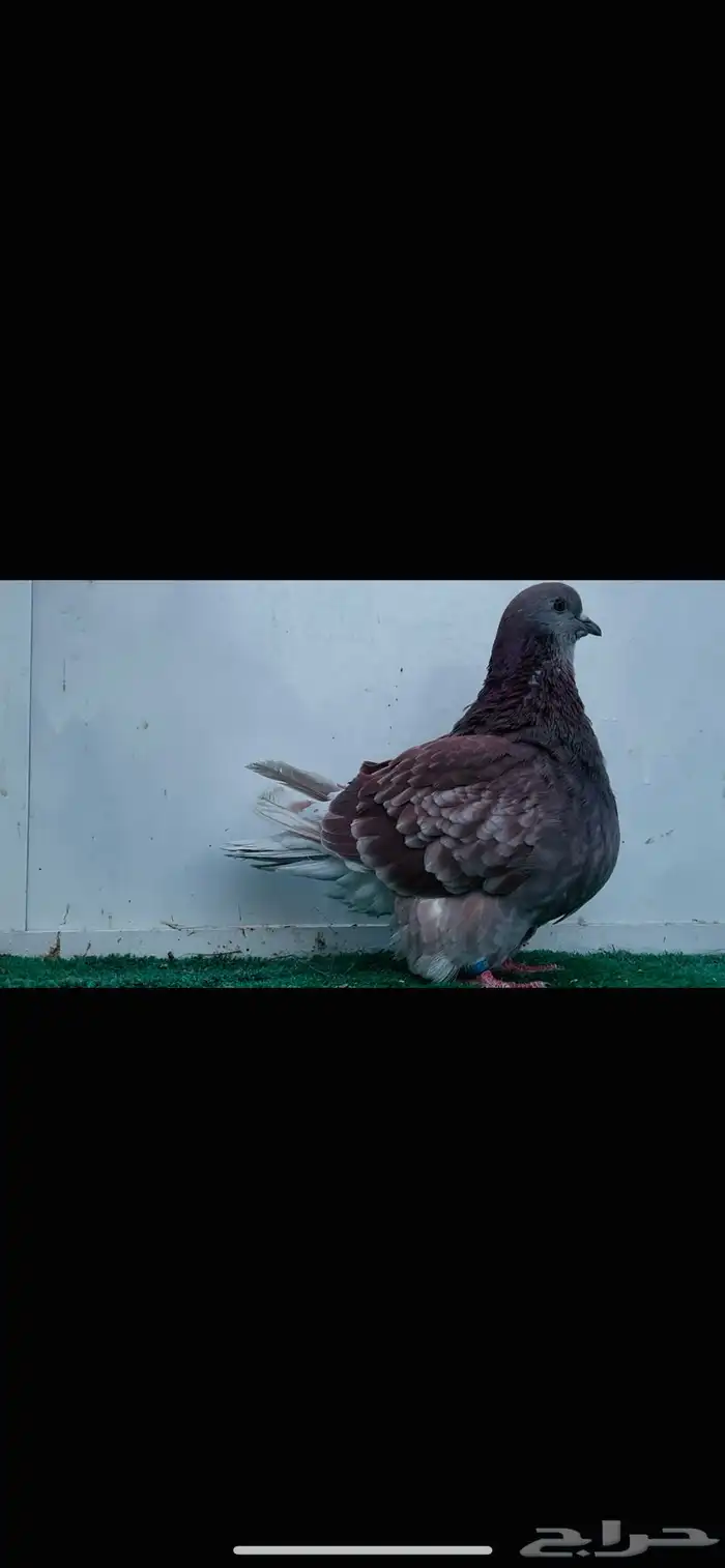 فحل فرش حامل كريمي 3