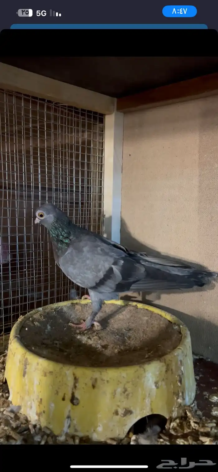 جوز كوري منتج 1