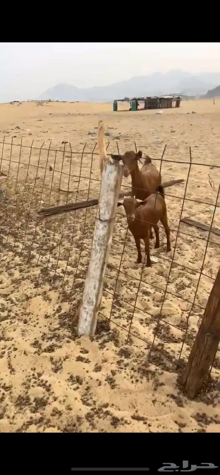 محايليات صنف 0