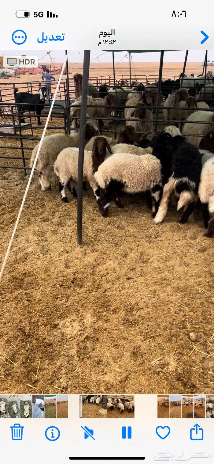 للبيع غنم نعيم مواليد 8