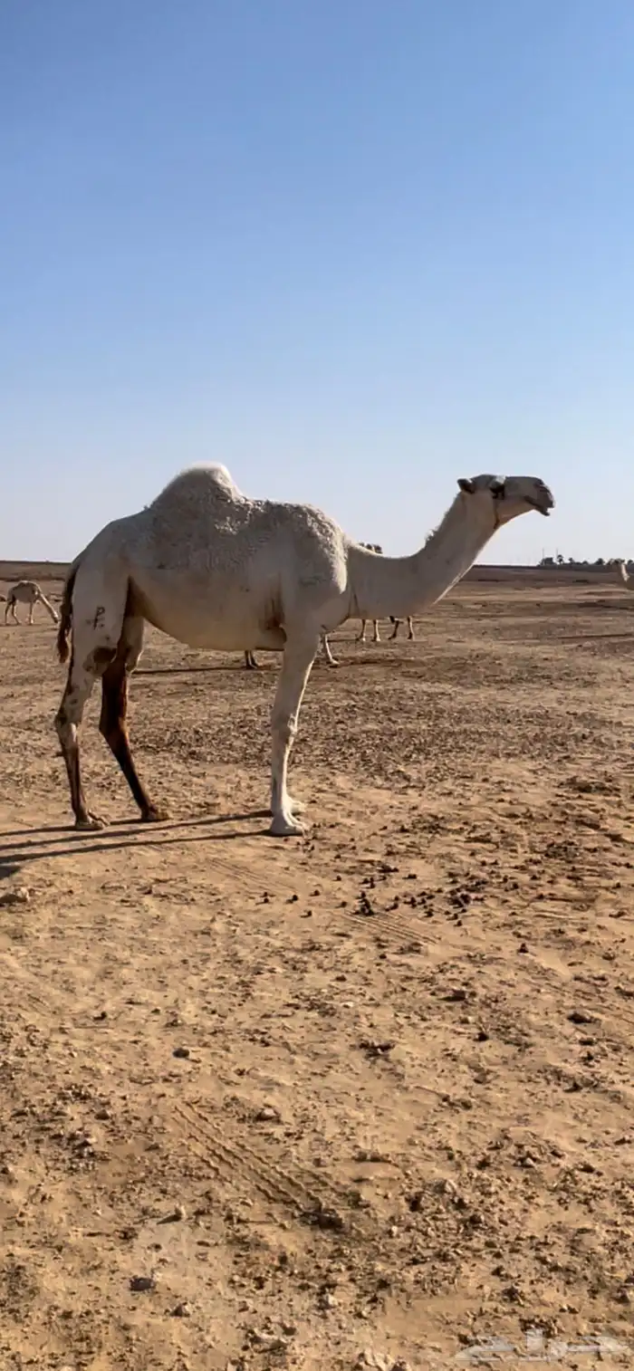 ناقة بكره لقحة لقية 0