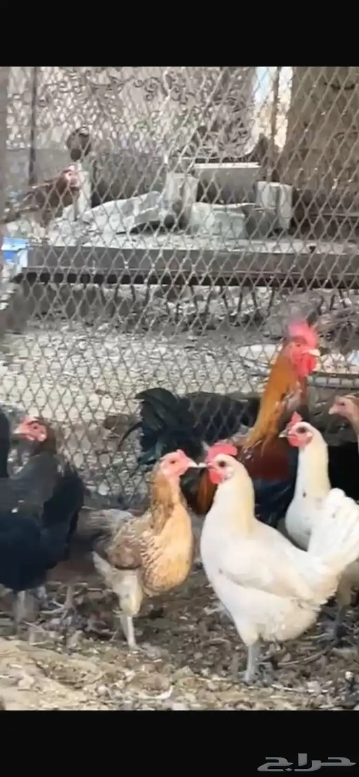 يوجد دجاج مفرخ ودجاج بياض حضان بلدي 3
