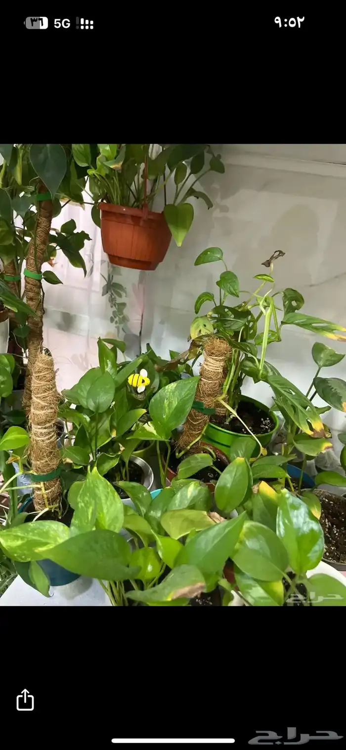 نبات داخلي واسعار جميلة 4