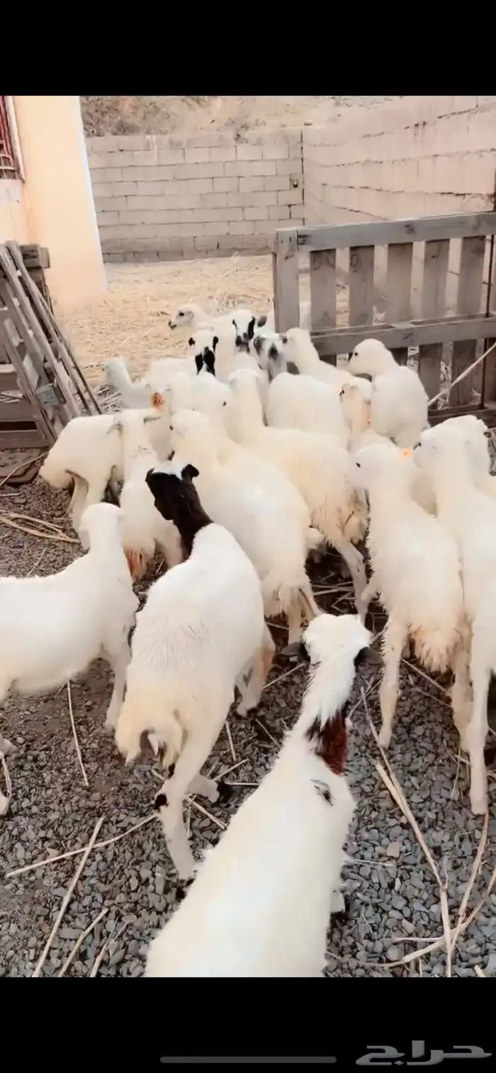 رخال رفيدية محايل عسير 2