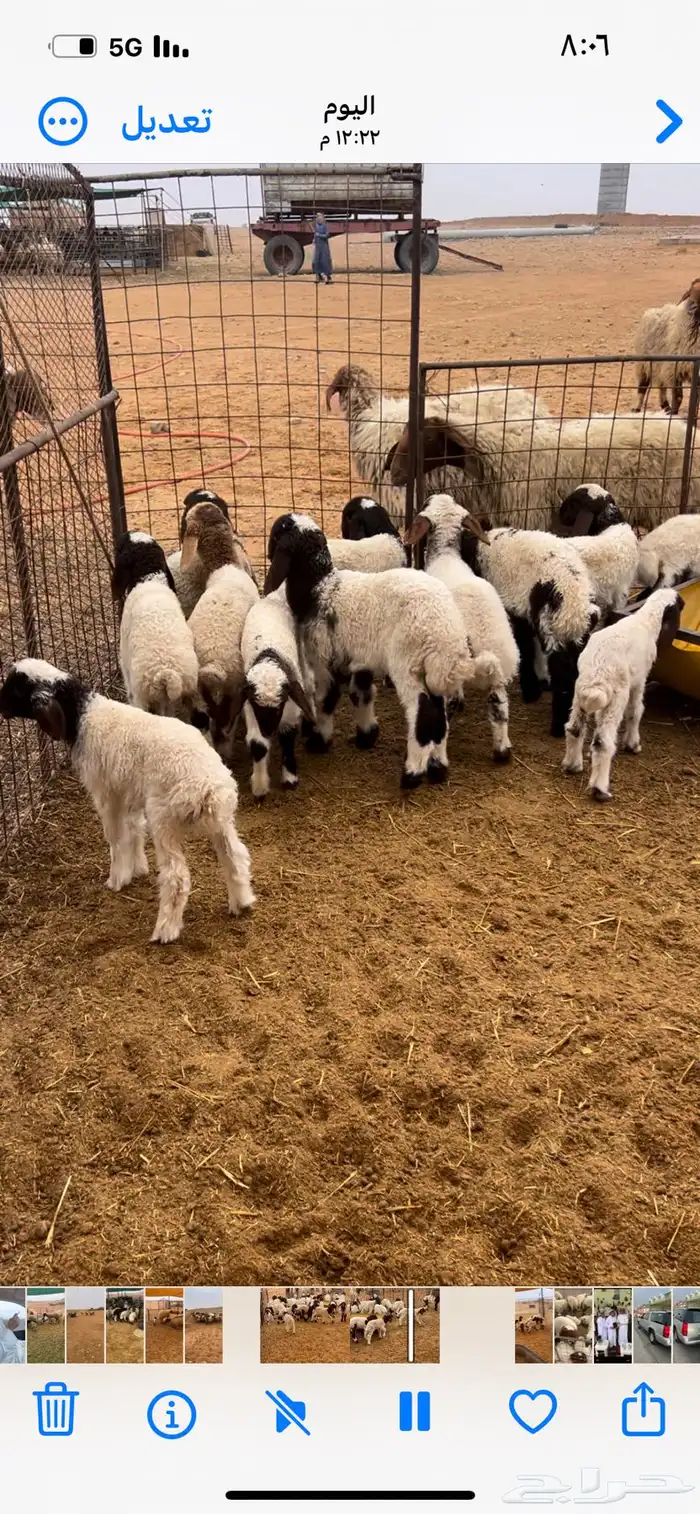 للبيع غنم نعيم مواليد 3