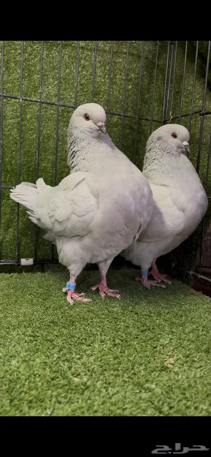 زوج كنج منتج لافندر من أجمل الألوان 6