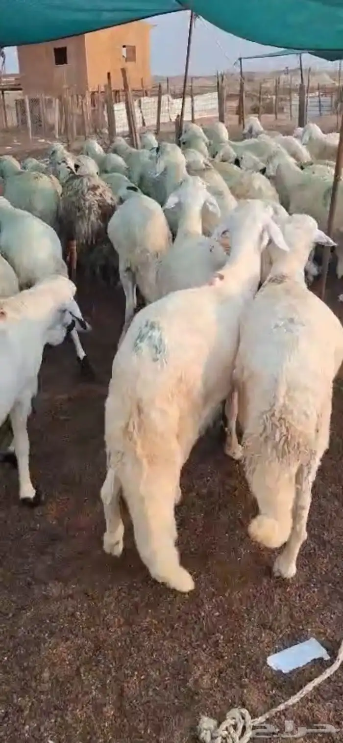 طليان سواكن مرابي 0