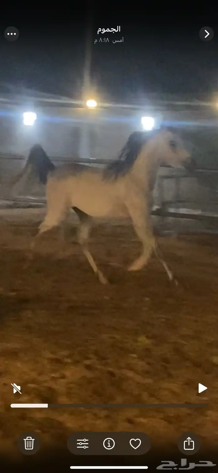 مهر مصري بيور ( واهو ) مشروع فحل وجمال 1