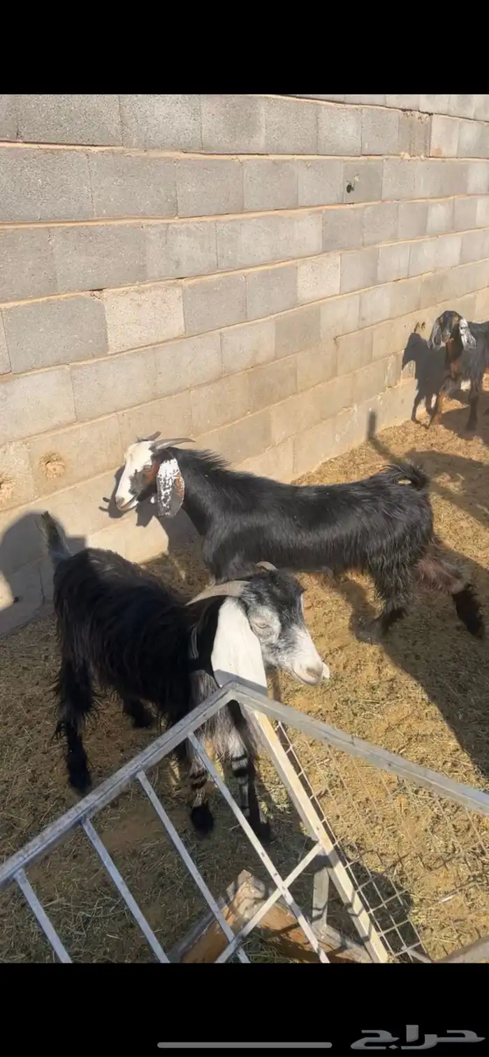 تيوس اسمان ونضاف بريات 0