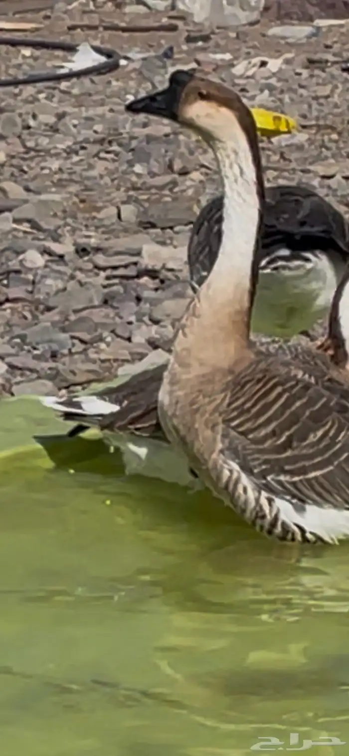 وز عراقي ( ذكور ) 5