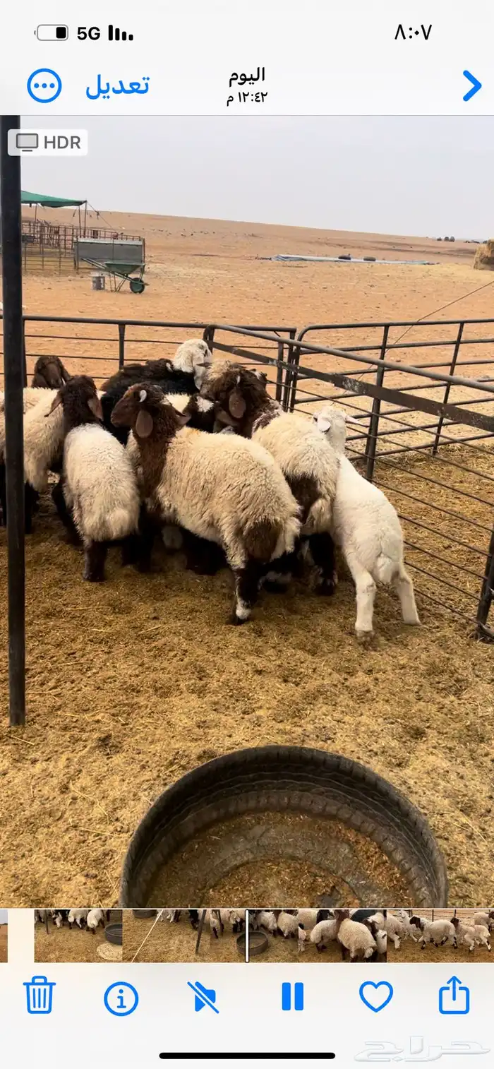 للبيع غنم نعيم مواليد 6