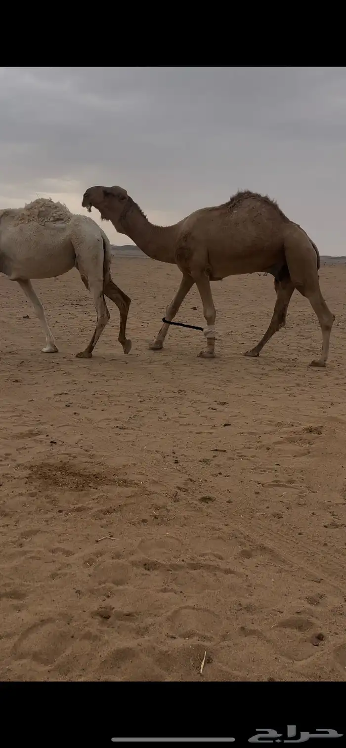 بعير أشقح للبيع 3