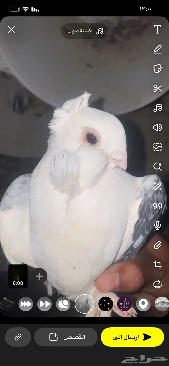 حب رمان للبيع 50  ما يجي الا صامل ترا ماله رجل 0