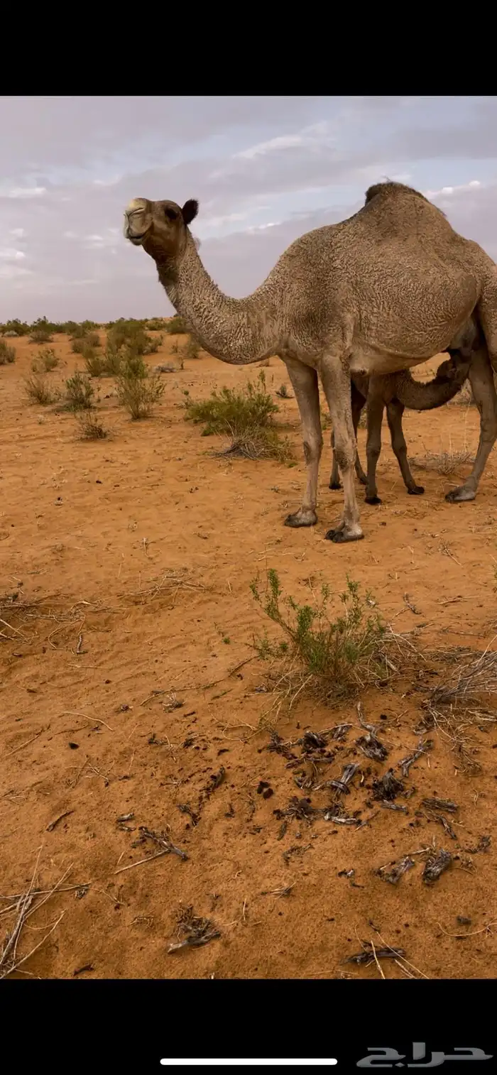 خلفه للبيع 0