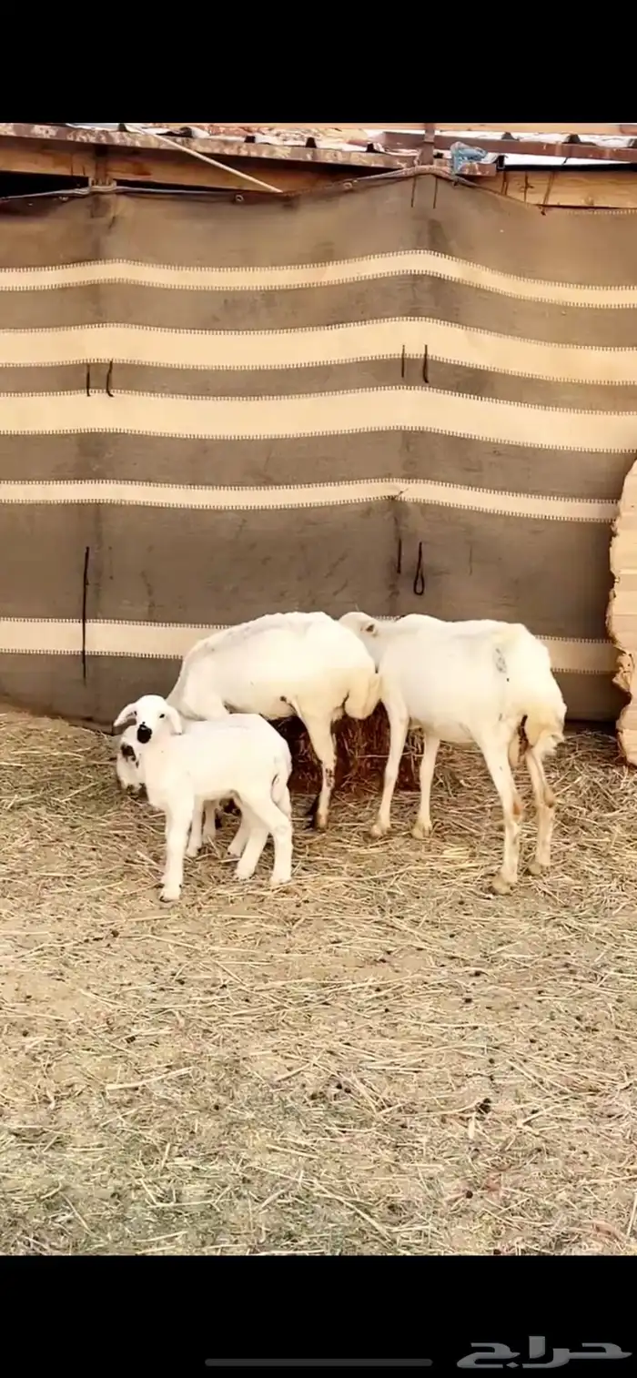 رفيد ثنايا مولده 2