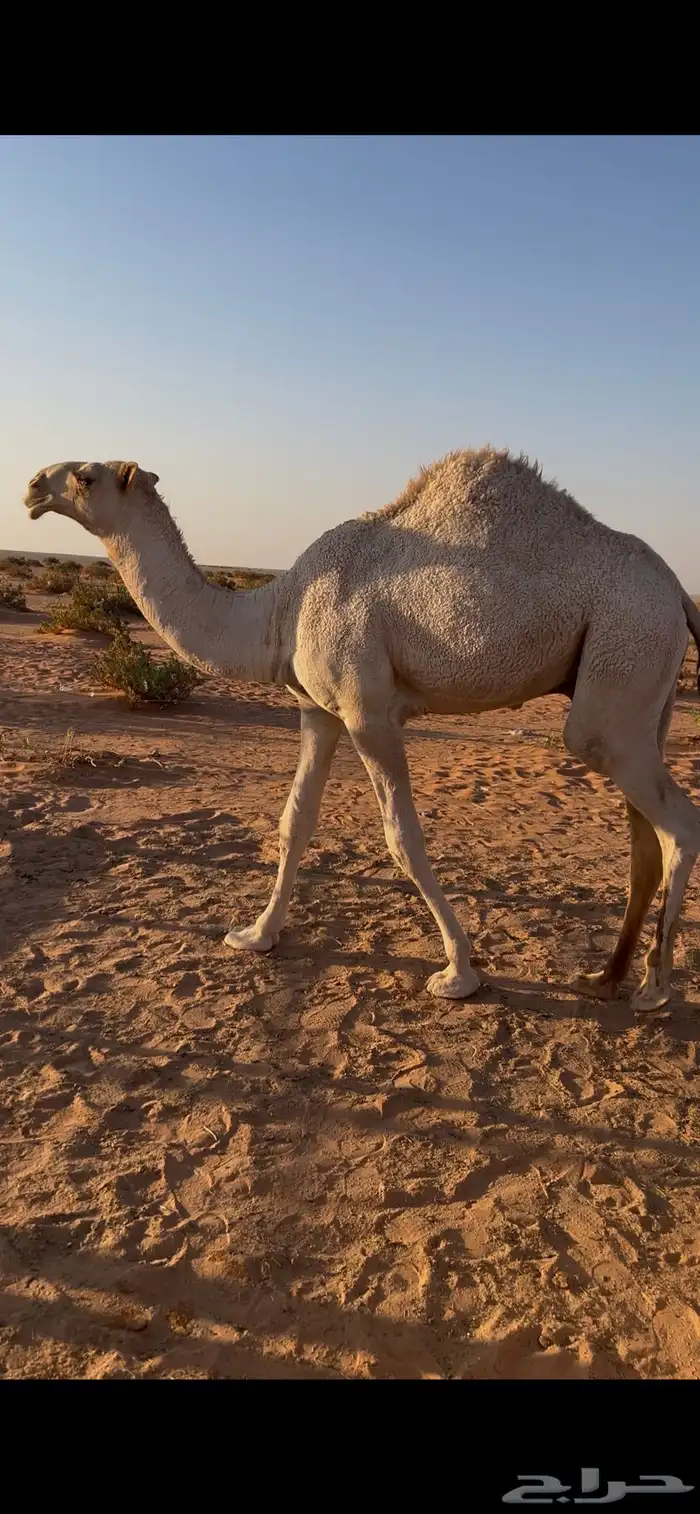 قعود للبيع 3