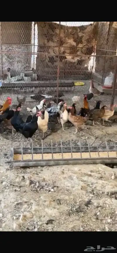 يوجد دجاج مفرخ ودجاج بياض حضان بلدي index