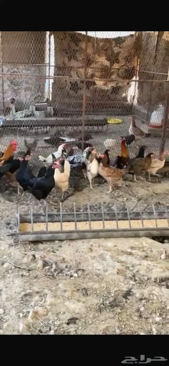 يوجد دجاج مفرخ ودجاج بياض حضان بلدي 2