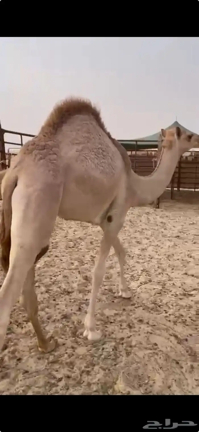 حاشي مفرود 0