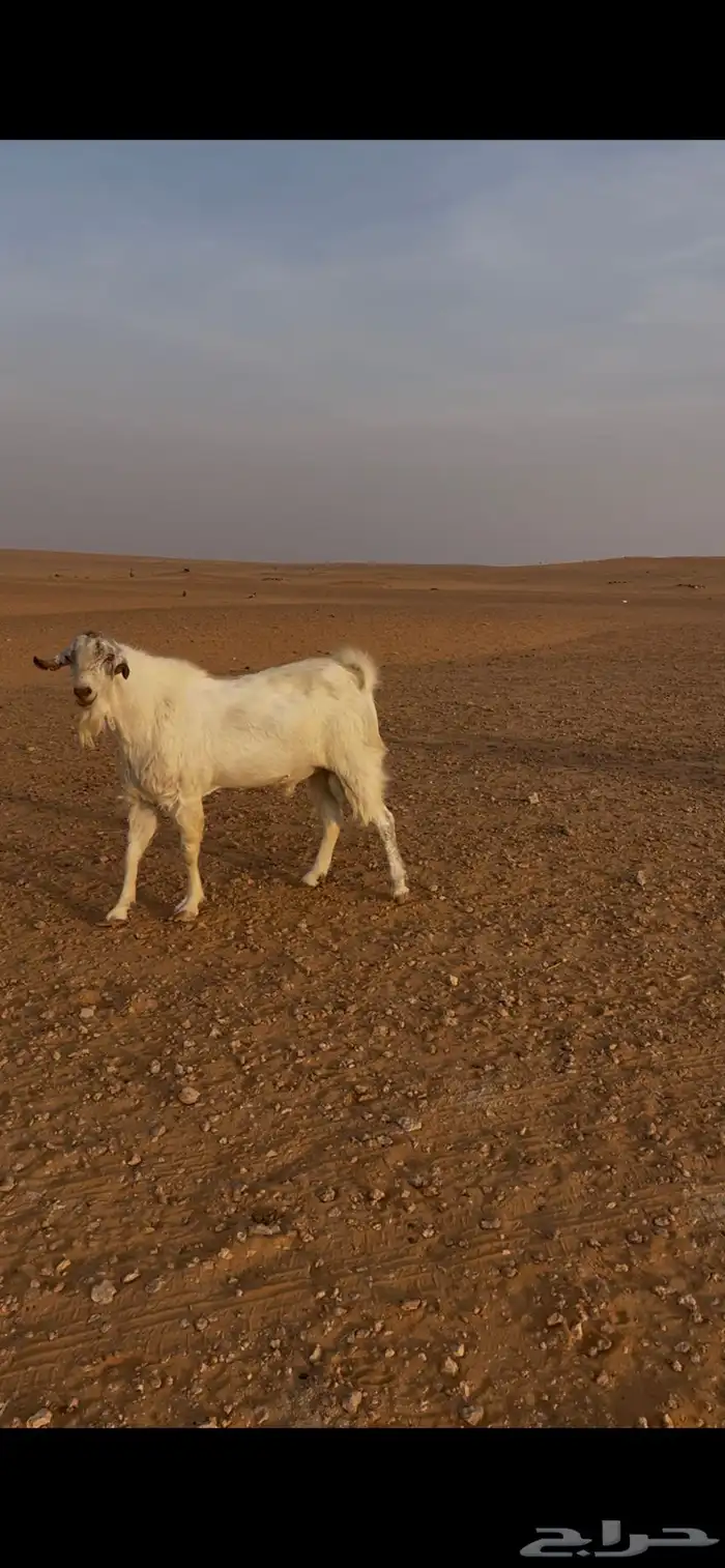 تيس فحل طيب على شرط من كل شي وحار جدا 1