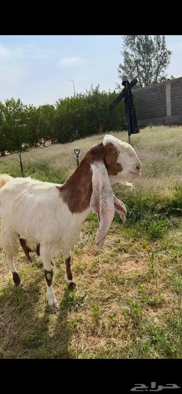 عنز هولندية تحتها اثنين 0