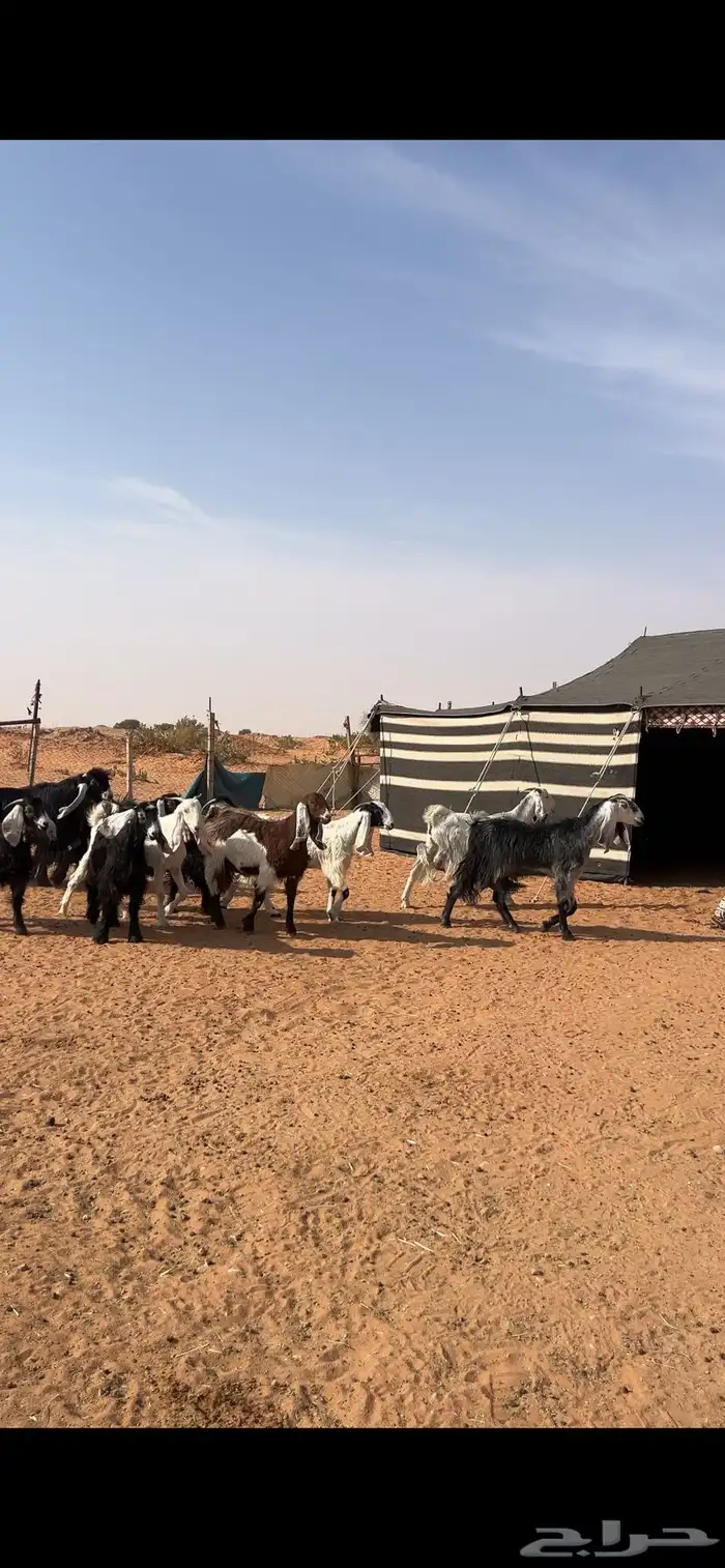 جفار وتيس مقاني 1