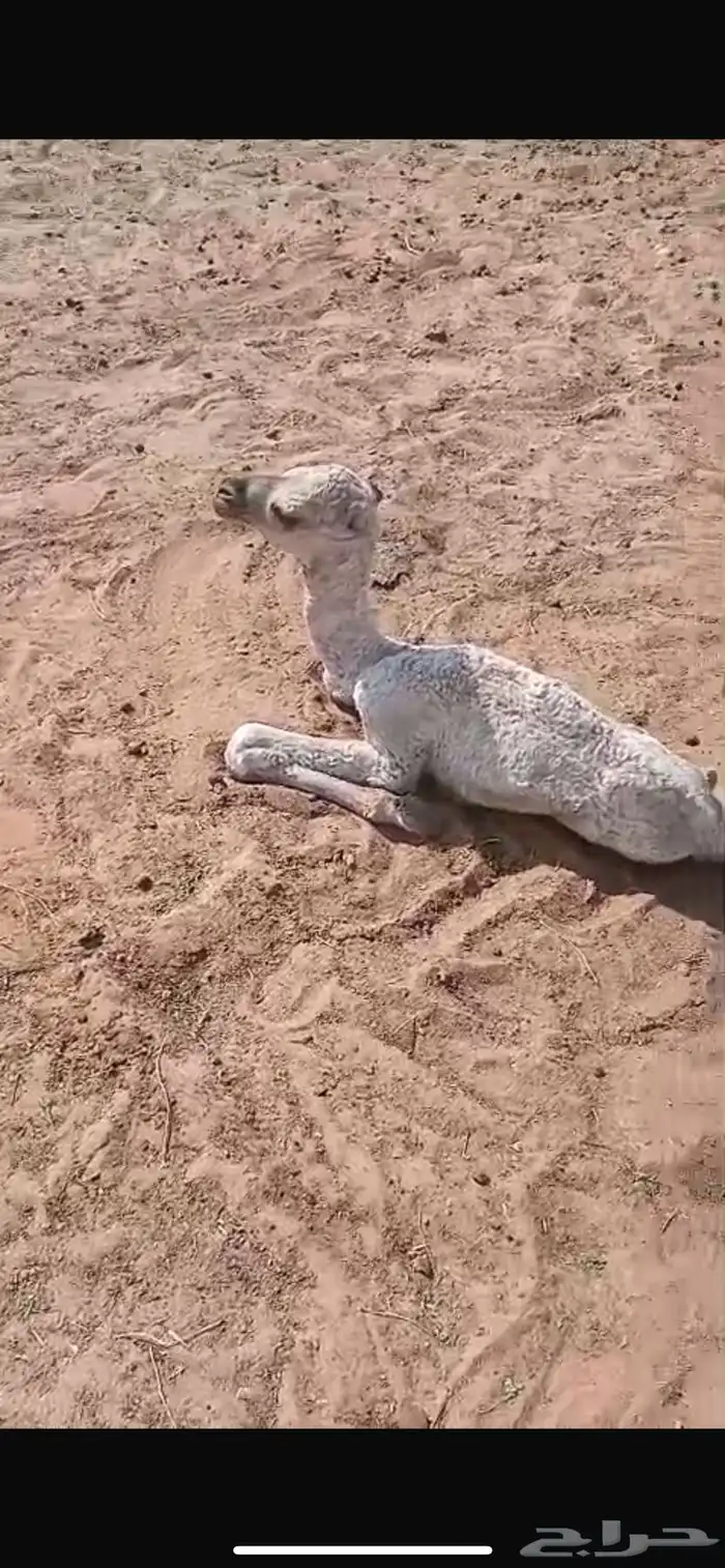 ناقه ضير ميت حوارها اليوم 1