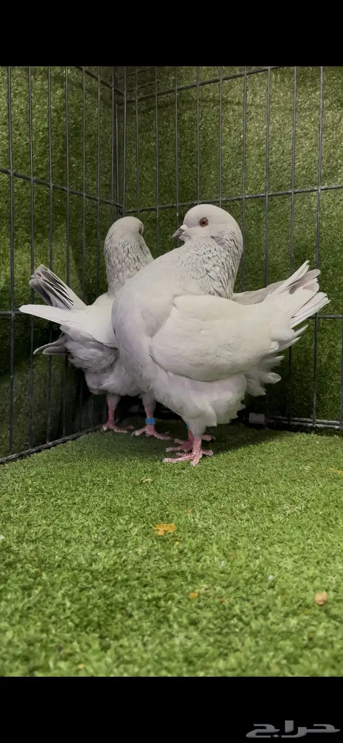 زوج كنج منتج لافندر من أجمل الألوان 5