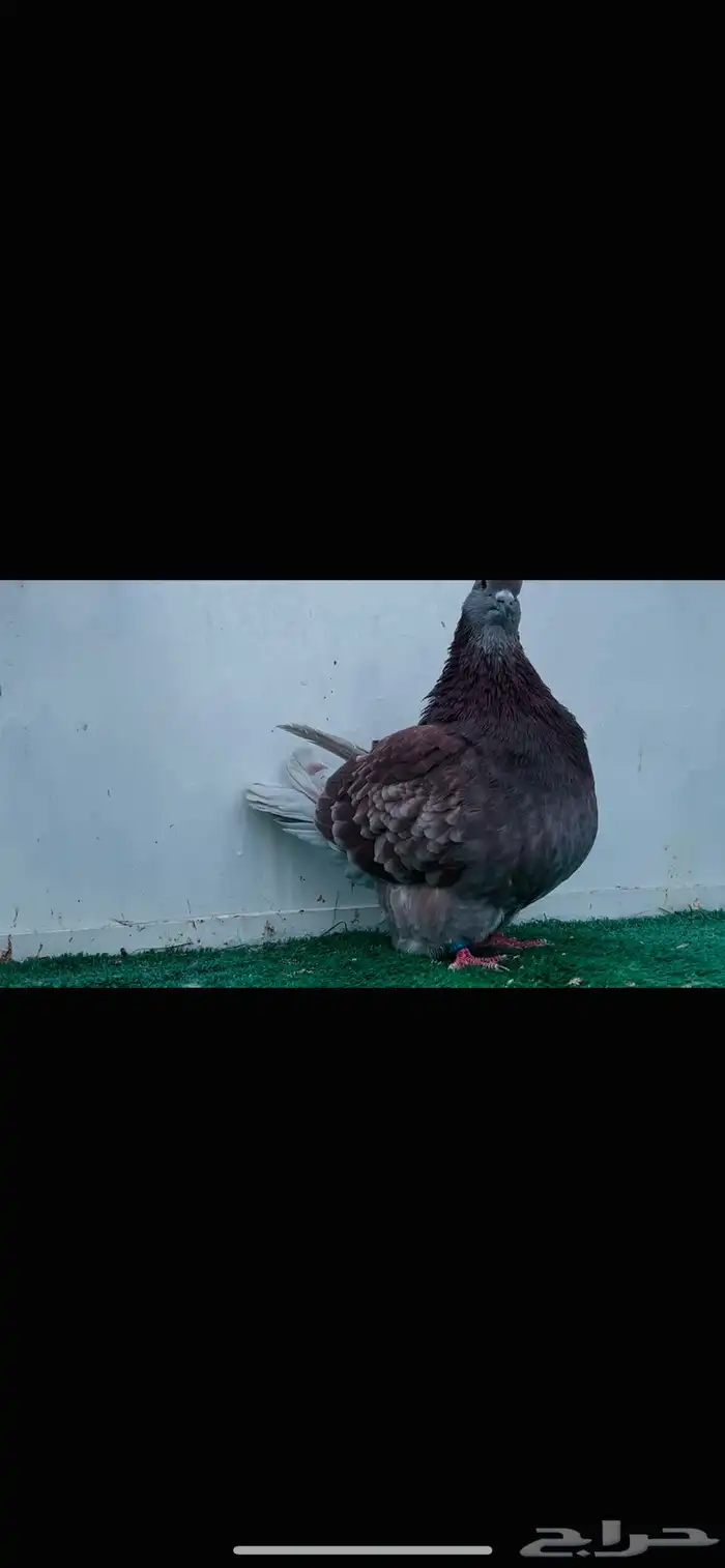 فحل فرش حامل كريمي 1