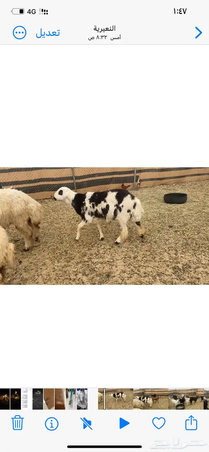 خروف على الصوبين ذبيحه وفحل 0