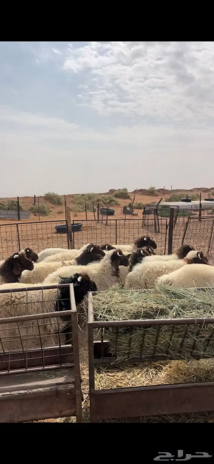 هرافى نعيم كلش خروف 6