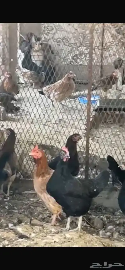 يوجد دجاج مفرخ ودجاج بياض حضان بلدي index