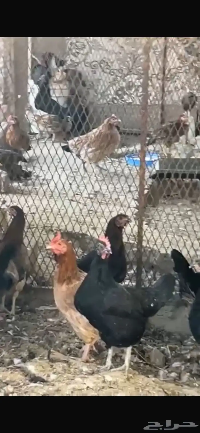 يوجد دجاج مفرخ ودجاج بياض حضان بلدي 4