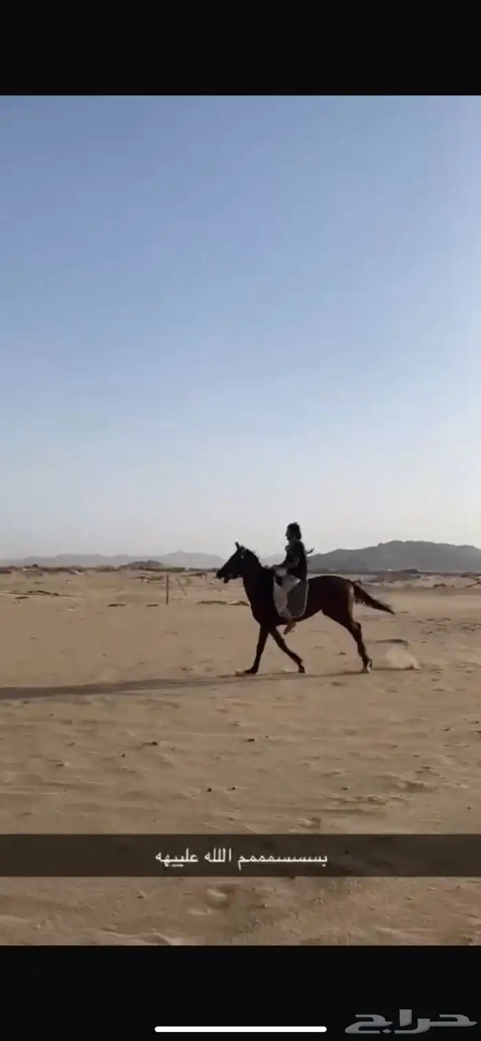 حصان للبيع 2