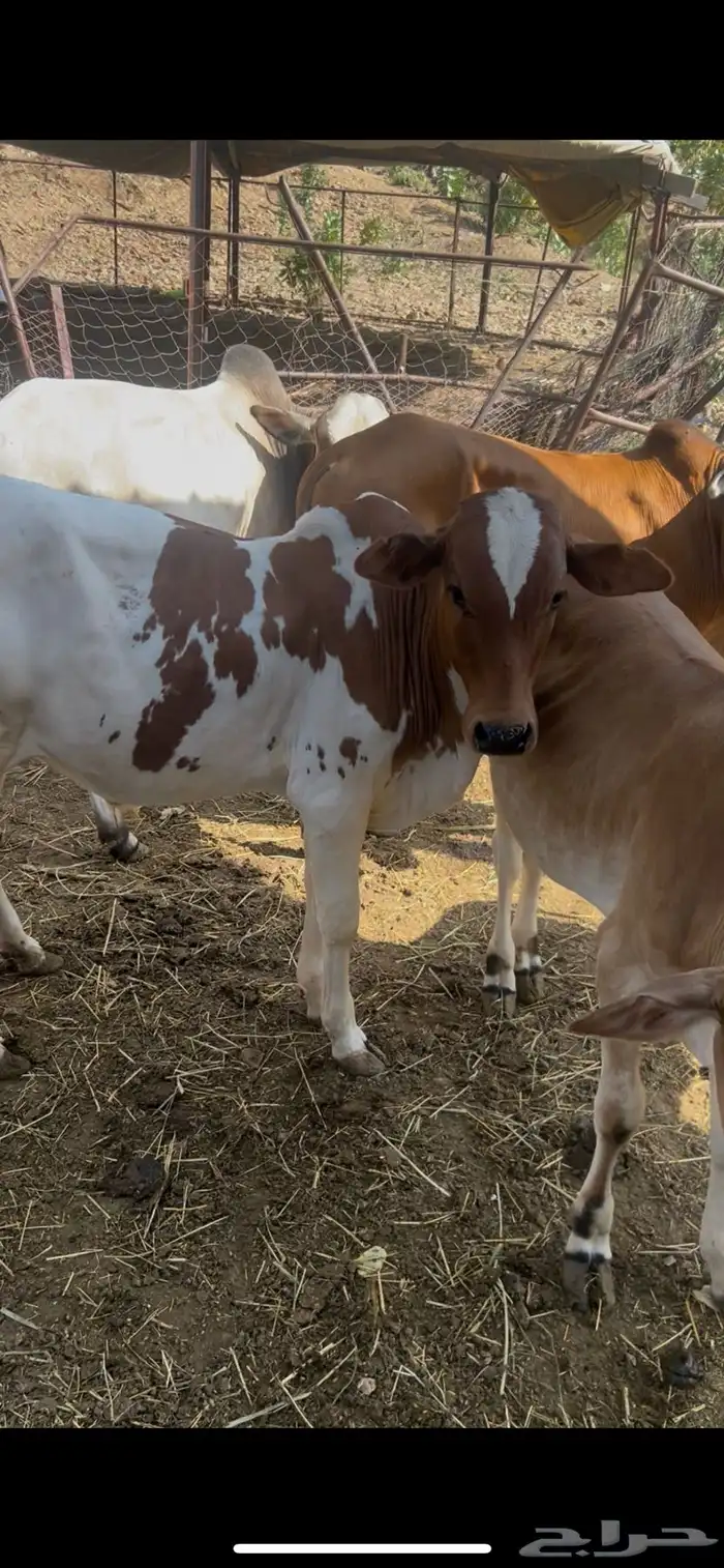 سبعه حسلان بلدي سمان   ثور 1