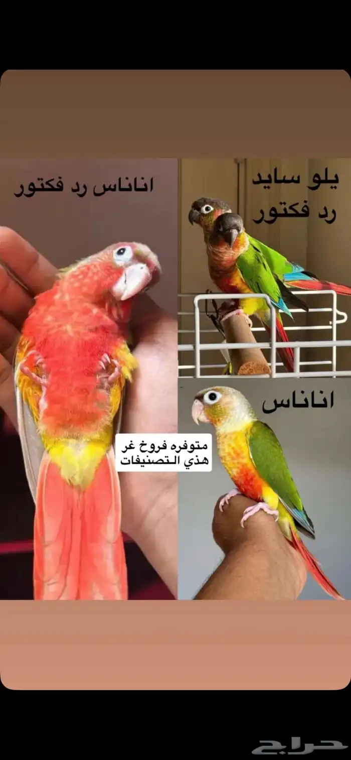 فروخ كنيور وكروان تقبل الغر ومشروطه وحجم 6