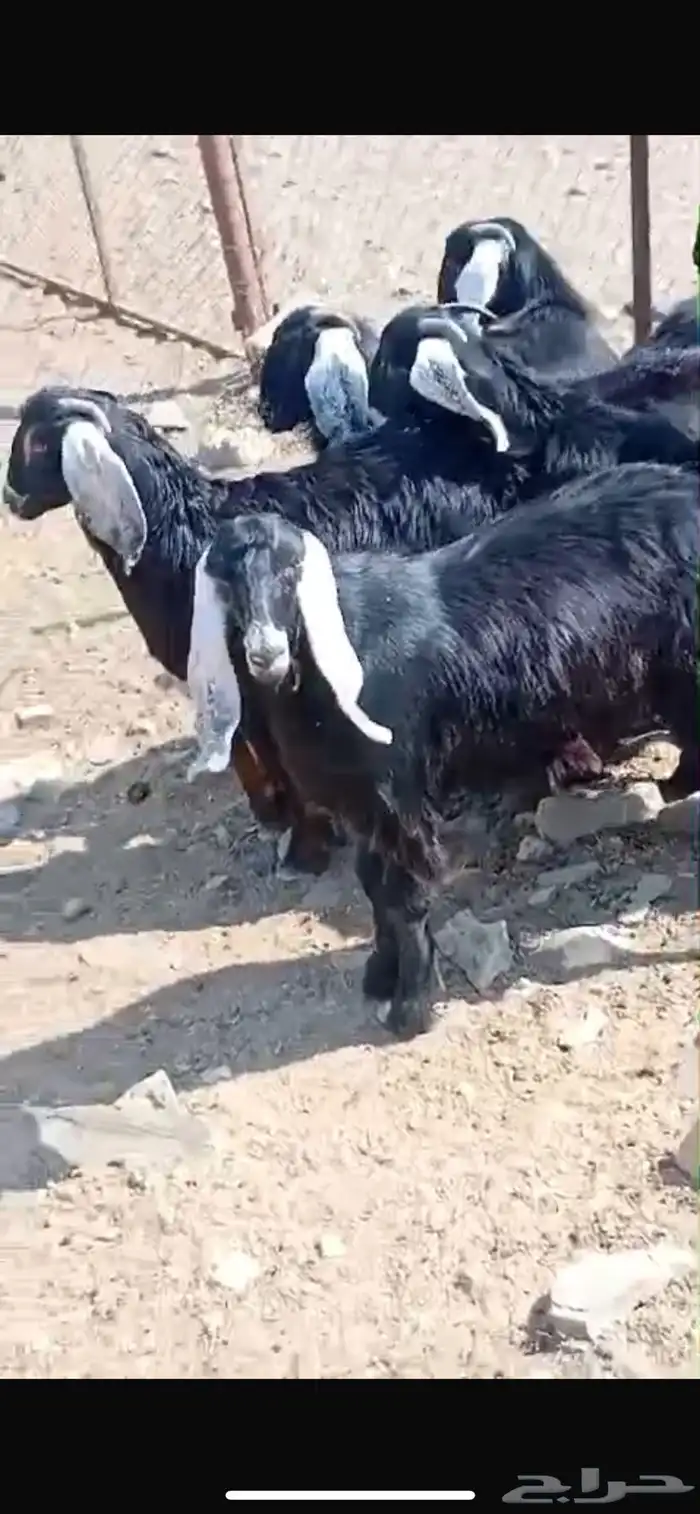 تيوس عوارض 0