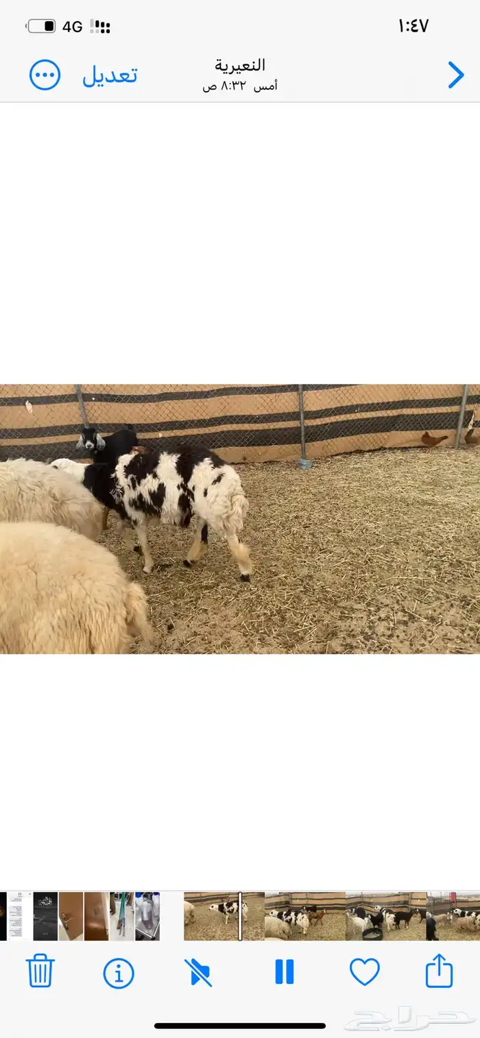 خروف على الصوبين ذبيحه وفحل 1